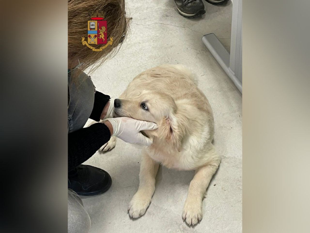 Cani malnutriti in un furgone fino allo sfinimento, la polizia di Gorizia ferma tre persone